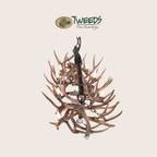 Small Snowmass Mule Deer Antler Chandelier