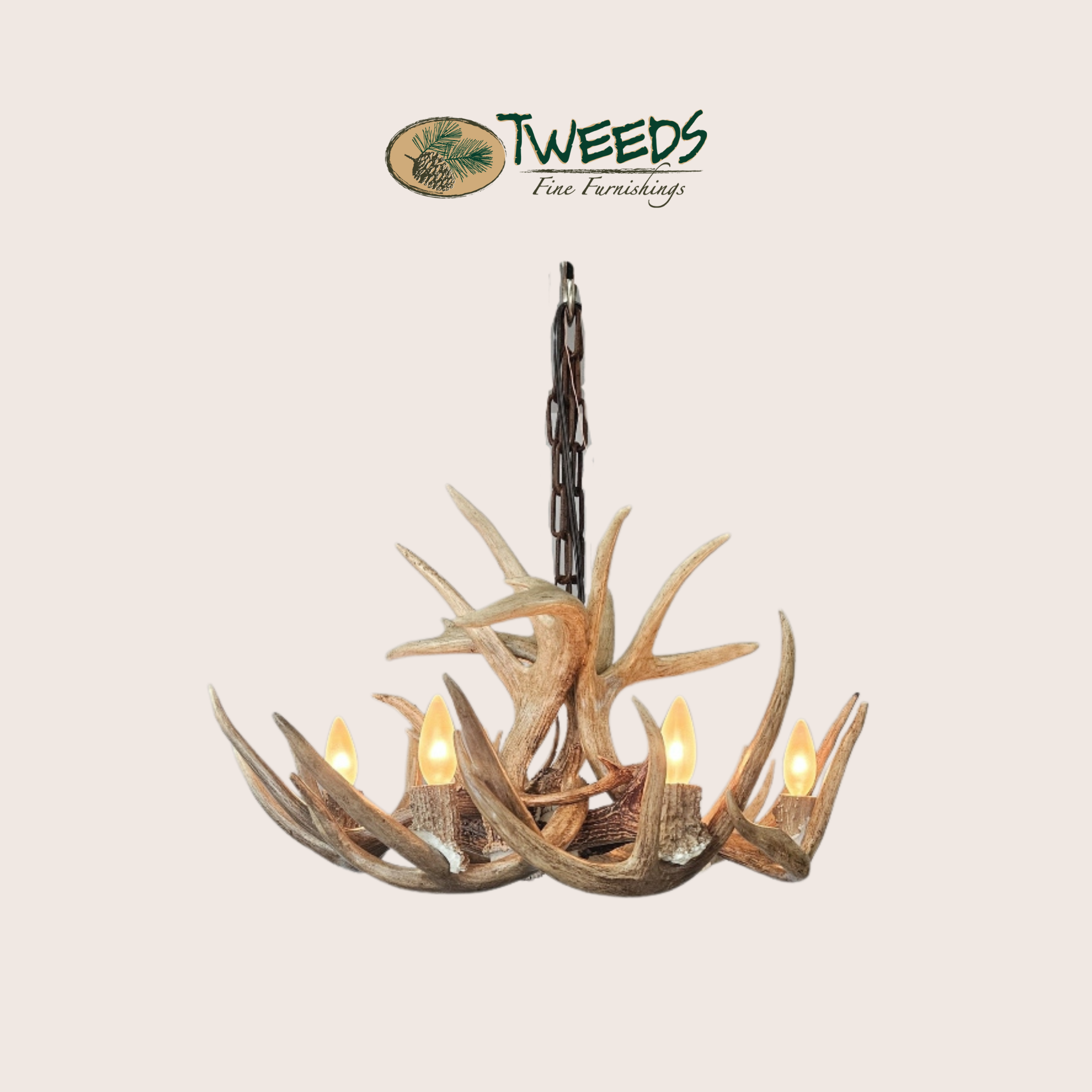 Medium Little Bear Peak Canadian Whitetail Chandelier