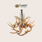 Medium Little Bear Peak Canadian Whitetail Chandelier