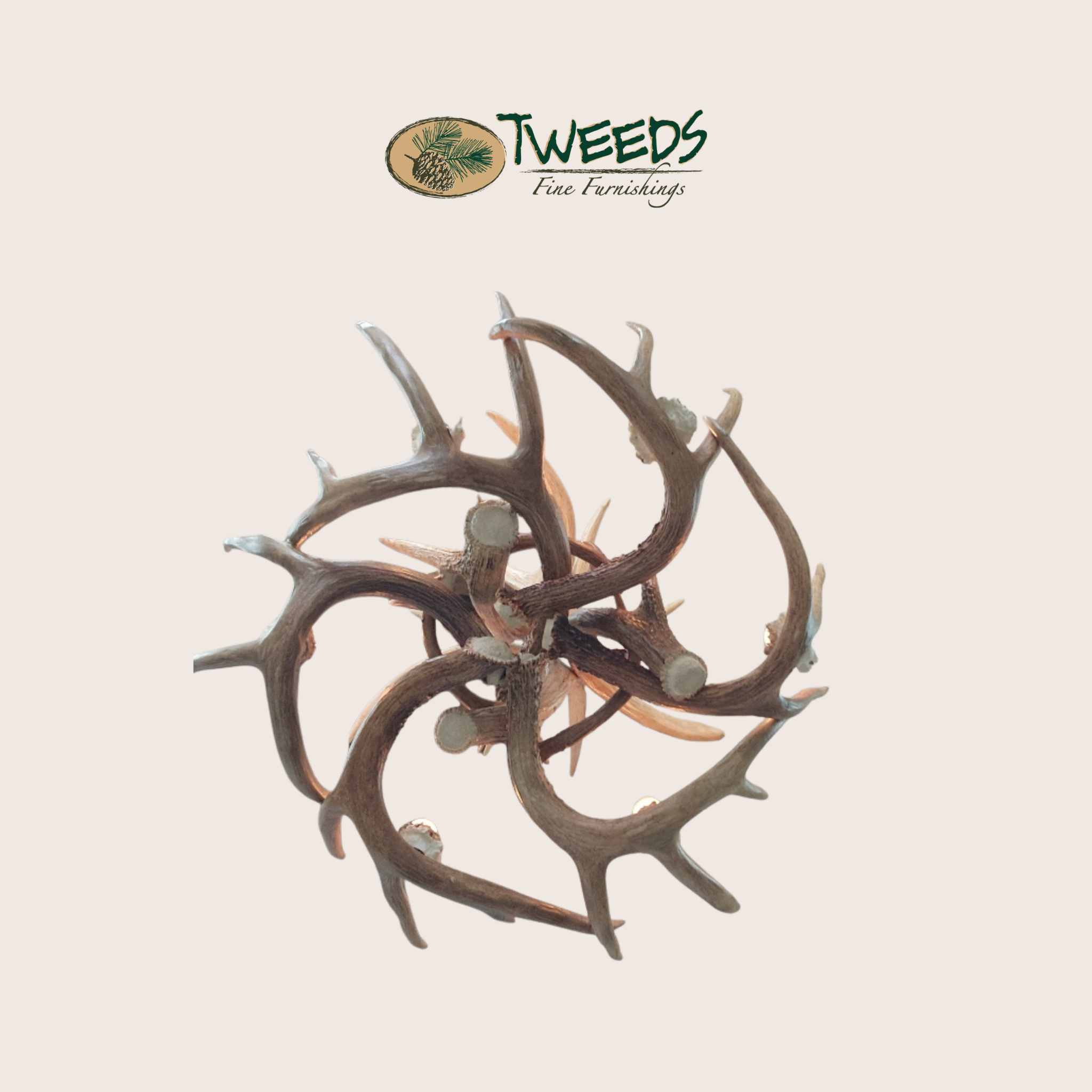 Medium Little Bear Peak Canadian Whitetail Chandelier