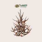 Small Bristlecone Mule Deer Antler Chandelier